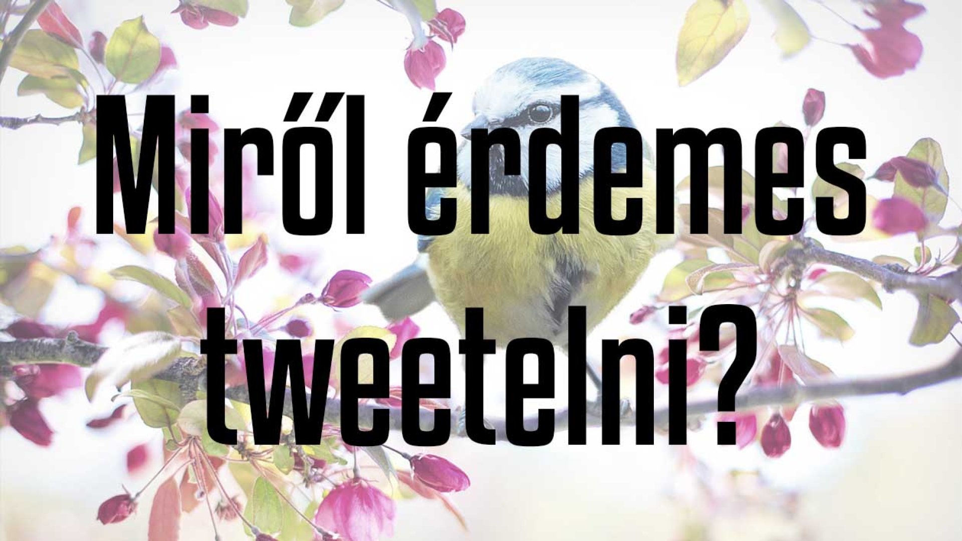 Miről tweeteljek: 15 ötlet márkáknak és influencereknek